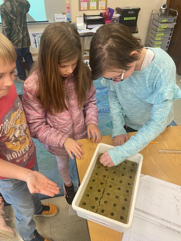 4th graders growing plants using a Growth Tower